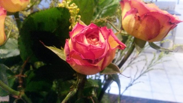 Roses (C) Rambling with Rose